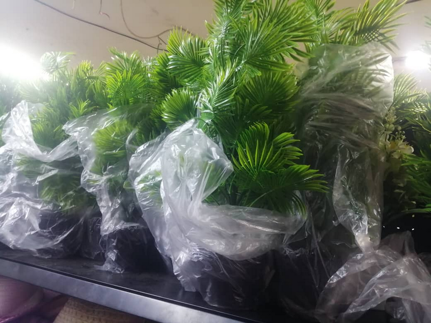 Jolie plante pour vous