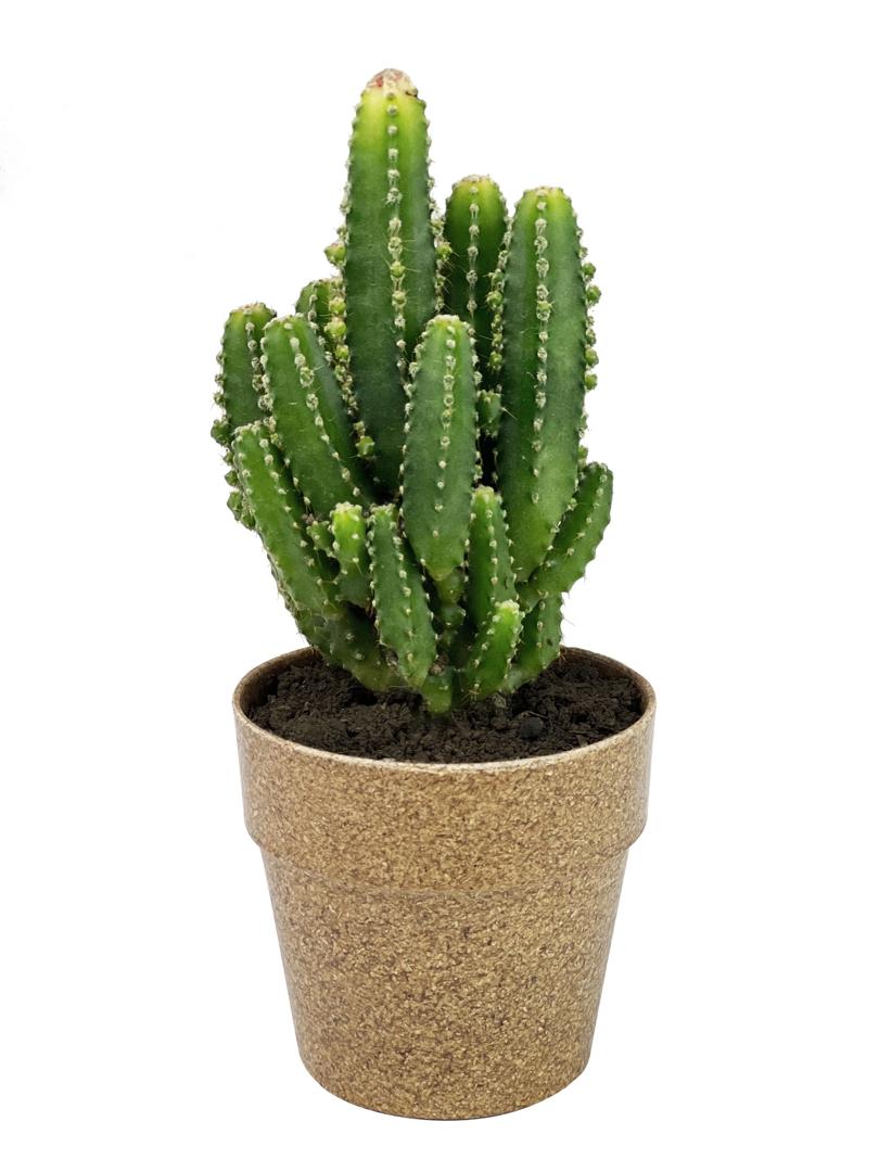 pot de culture ronds de 6,2cm