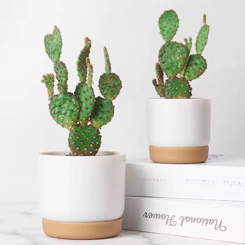 Cactus Nopal "Verdant Opuntia"