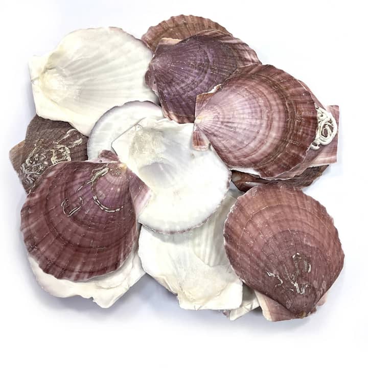 Coquilles décoratives colorées
