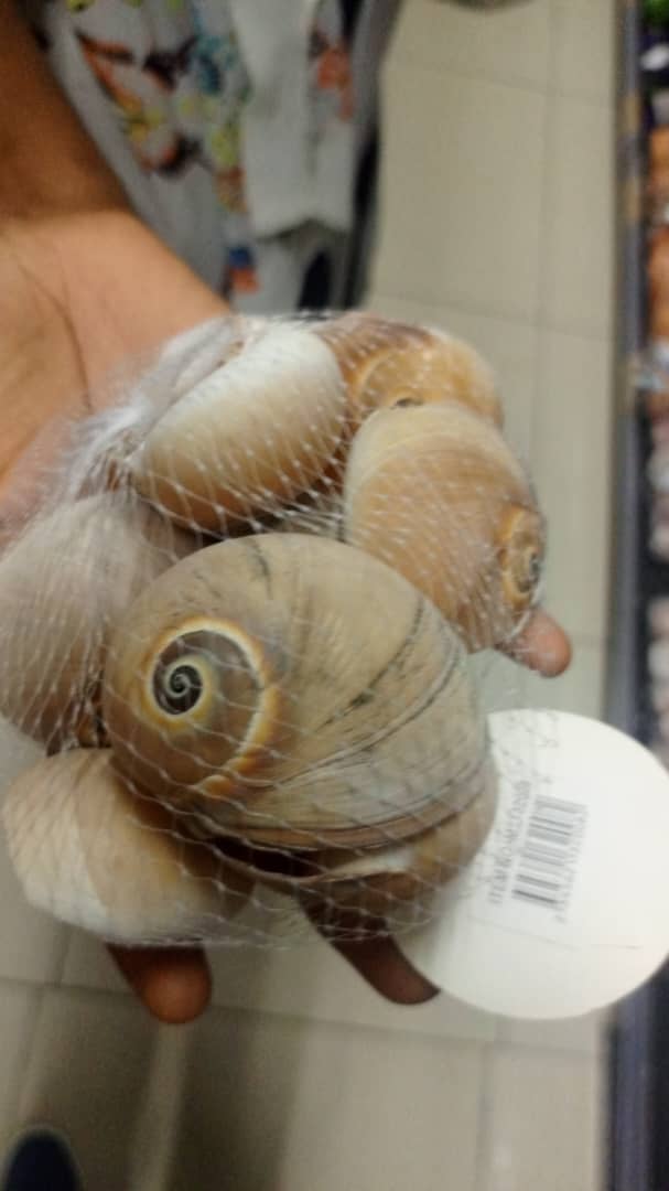 Coquilles d'escargot
